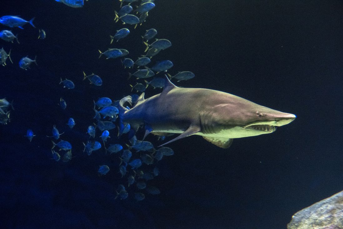 Sandtiger shark  (Julie Larsen Maher/WCS)
